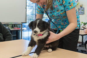 Read more about the article What Are The Benefits Of Becoming A Veterinarian Doctor?